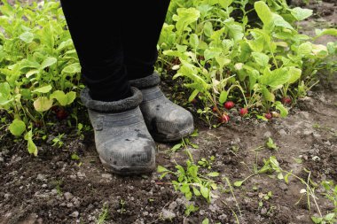 Kirli lastik botların içindeki ayaklar turpla bahçede duruyor. Organik sebze toplama işlemi. Sağlıklı yiyecekler. Organik çiftlik. Arkaplan.