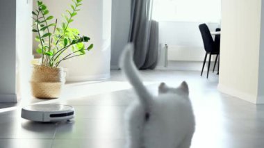 Beyaz bir İsviçreli çoban köpeği robot elektrik süpürgesine şakayla tepki veriyor. Küçük beyaz köpek bir robot elektrikli süpürgeyle oynuyor. Robot temizleme teknolojisi. Modern teknolojiler kendi içimizde. Ev temizliği. 4k görüntü.