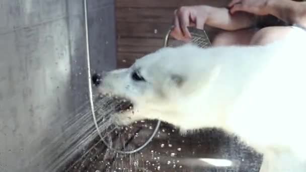 Beyaz Sviçreli Çoban Köpeği Yürüyüşten Sonra Banyoda Yıkanacak Köpek Duşta — Stok video
