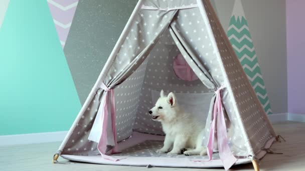 白人のスイス人シェパードの子犬が子供の部屋で不機嫌に遊んでいます かわいい白い子犬が子供のウィグワムで遊んでいる ペットのコンセプト 4K映像について — ストック動画