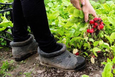 Bahçesinde organik turp toplayan kadın eller. Organik sebze toplama işlemi.