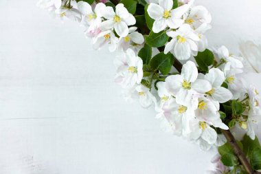 A beautiful sprig of an apple tree with white flowers against a white wooden background. Blossoming branch. Spring still life. Place for text. Concept of spring or mom day.