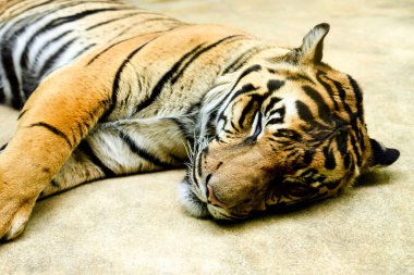 Uyuyan kaplanın yakın plan portresi.