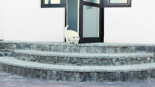 Pequeño Cachorro Blanco Raza White Swiss Shepherd Desciende Las Escaleras — Vídeo de stock