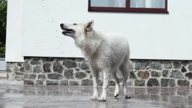Beyaz bir İsviçreli çoban, sıcak bir yaz gününde yavaş çekimde hortumdan akan bir su akıntısıyla oynar. Güzel, oynak, ıslak, beyaz bir köpek sıcaktan kaçıyor. Evcil hayvan konsepti.
