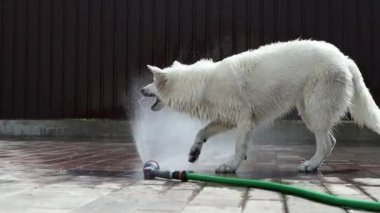 Sıcak bir yaz gününde, beyaz bir İsviçreli çoban hortumdan akan bir su akıntısıyla oynar. Güzel, oynak, ıslak, beyaz bir köpek sıcaktan kaçıyor. Evcil hayvan konsepti. 4k görüntü.