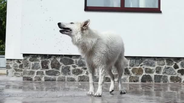 Egy Fehér Svájci Pásztor Játszik Egy Patak Vízzel Egy Forró — Stock videók