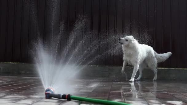白いスイス羊飼いは ゆっくりとした動きで暑い夏の日にホースから水の流れを演じます 美しい遊び心のあるぬれた白い犬が暑さから逃げ出します ペットコンセプト — ストック動画