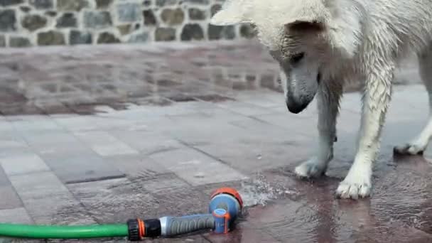 Ένας Λευκός Κύκνος Βοσκός Παίζει Ένα Ρυάκι Νερό Από Ένα — Αρχείο Βίντεο