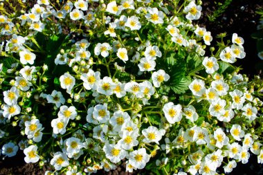Beyaz çiçekli ve yeşil yapraklı birçok güzel çilek çalıları baharda dışarıda toprakta yetişir. Çilek çiçeği. Beyaz çiçekli arkaplan.