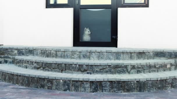Beyaz Sviçreli Küçük Beyaz Bir Köpek Yavrusu Kapalı Bir Camdan — Stok video