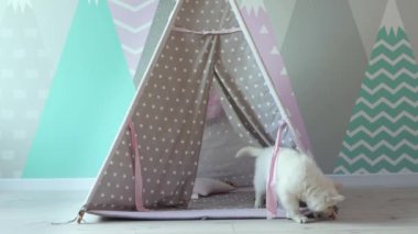 Beyaz İsviçreli bir köpek yavrusu çocuk odasında yaramazca oynuyor. Tatlı beyaz bir köpek yavrusu çocuk çadırında oynuyor. Evcil hayvan konsepti. 4k görüntü.