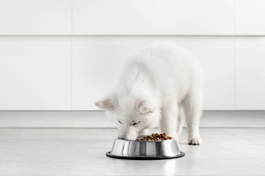 Beyaz İsviçreli çoban köpeği modern beyaz bir mutfakta metal bir kaseden kuru yiyecekler yiyor. Mutlu evcil hayvanlar için yiyecek teslimatı, küçük en iyi arkadaşlar. Evcil hayvan dükkanı. Hayvan yemi. Köpeklerdeki doğru beslenme. Beyaz iç mobilyalar.