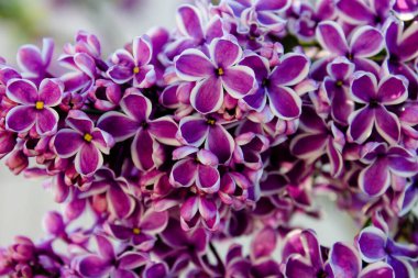 Büyük leylak dalları çiçek açar. Bulanık arka planda bahar mor çiçekleri. Bir buket mor çiçek. İlkbaharda açan mor leylaklar. Narin çiçeklerle açan çalılar..