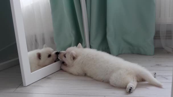 White Swiss Shepherd Puppy Lies Floor Looks Mirror Puppy Licking — Stock Video
