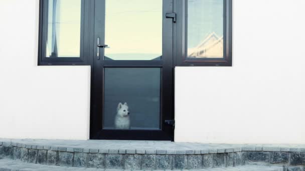 스위스 셰퍼드 번식의 강아지는 찾고있다 강아지는 앉아서 소유자를 기다리고 있습니다 — 비디오