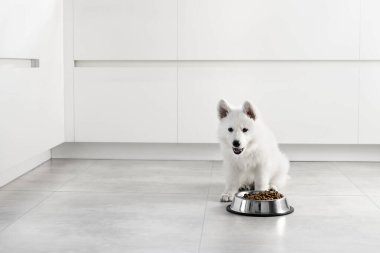 Beyaz İsviçreli çoban köpeği modern beyaz bir mutfakta metal bir kaseden kuru yiyecekler yiyor. Mutlu evcil hayvanlar için yiyecek teslimatı, küçük en iyi arkadaşlar. Evcil hayvan dükkanı. Hayvan yemi. Köpeklerdeki doğru beslenme. Beyaz iç mobilyalar.