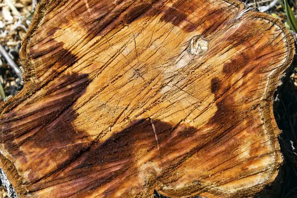 Old wooden oak tree cut surface. Detailed warm dark brown and orange tones of a felled tree trunk or stump. Rough organic texture of tree rings with close up of end grain. Close-up wood texture.