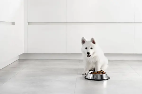 White Swiss Shepherd puppy eating dry food from a metal bowl in a modern white kitchen. Food delivery for happy domestic animals, little best friends. Pet shop. Animal feed. Correct nutrition in dogs. White interior furniture.