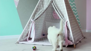 Beyaz İsviçreli bir köpek yavrusu çocuk odasında yaramazca oynuyor. Tatlı beyaz bir köpek yavrusu çocuk çadırında yavaş çekimde oynuyor. Evcil hayvan konsepti.