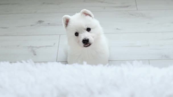 White Swiss Shepherd Puppy Looks Cutely Camera Puppy Wants Climb — Vídeo de stock