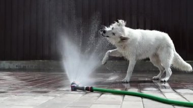 Beyaz bir İsviçreli çoban, sıcak bir yaz gününde yavaş çekimde hortumdan akan bir su akıntısıyla oynar. Güzel, oynak, ıslak, beyaz bir köpek sıcaktan kaçıyor. Evcil hayvan konsepti.