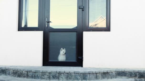 Pequeño Cachorro Blanco Raza White Swiss Shepherd Está Mirando Través — Vídeo de stock