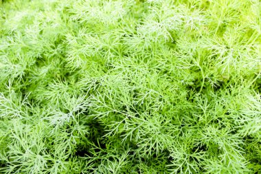 Organik dereotu çiftlikte yetişmiş. Dereotundan yeşil dallar hasat et. Dill açık arazide yetişir. Seçici odaklanma. Organik tarım kavramı.