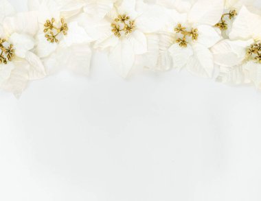 Fotokopi alanı olan beyaz bir arkaplanda Poinsettia çiçekleri. Noel ve Yeni Yıl atmosferi. Noel afişi, maket.