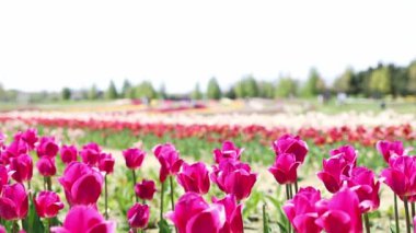 Lale tarlası. İnsanlar lale tarlasında ağır çekimde yürüyor. Turizm ve eğlence konsepti. Bir sürü renkli lale. Mor lalelerin arka planı.