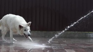 Beyaz bir İsviçreli çoban, sıcak bir yaz gününde yavaş çekimde hortumdan akan bir su akıntısıyla oynar. Güzel, oynak, ıslak, beyaz bir köpek sıcaktan kaçıyor. Evcil hayvan konsepti.