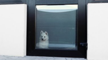 Beyaz İsviçreli küçük beyaz bir köpek yavrusu kapalı bir camdan içeri bakıyor. Köpek yavrusu oturuyor ve sahibini bekliyor. Evcil hayvan konsepti. 4k görüntü.