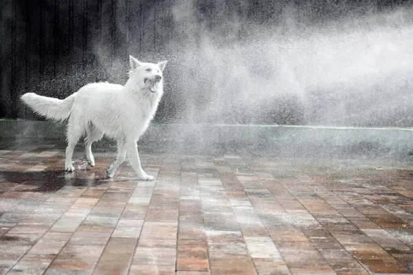 Beyaz İsviçreli çoban sıcak bir yaz gününde hortumdan bir dere yakalar. Büyük beyaz ıslak bir köpek bir su akıntısıyla oynar. Sıcaktan kurtul. Evcil hayvan eğlencesi. Evcil hayvan konsepti.