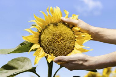 Mavi gökyüzüne karşı bir ayçiçeği tutan ellerin yakın çekimi. Petrol üretimi.