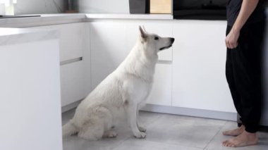 Genç bir adam mutfakta beyaz bir çoban köpeğini eğitiyor. Evcil hayvan konsepti. Evcil bir hayvanla vakit geçirmek. Köpek eğitimi. 4k görüntü.