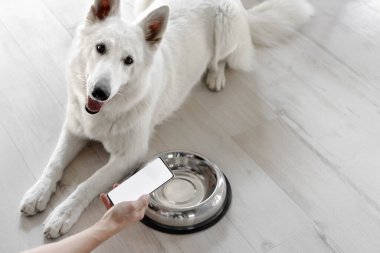 Elinde beyaz ekran telefonu olan eli boş bir kaseyle aç bir köpeğin yanında. İnternetten evcil hayvanlar için yemek sipariş etme fikri. Evcil hayvanlar için yiyecek teslimatı. Evcil hayvan dükkanı. Hayvan yemi.