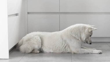 Beyaz İsviçreli çoban köpeğinin yakın çekimi modern bir mutfakta yatıyor. Hayvan Konsepti.