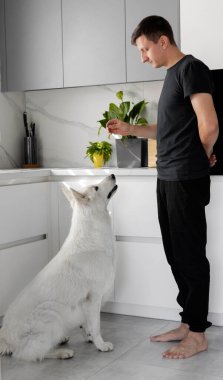 A young man is training a white Swiss shepherd dog in the kitchen. Pets concept. Leisure time with a pet. Dog training. clipart