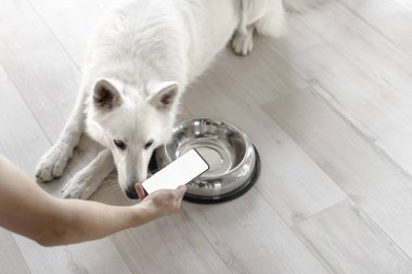 Elinde beyaz ekran telefonu olan eli boş bir kaseyle aç bir köpeğin yanında. İnternetten evcil hayvanlar için yemek sipariş etme fikri. Evcil hayvanlar için yiyecek teslimatı. Evcil hayvan dükkanı. Hayvan yemi.