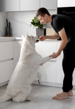 A young man is training a white Swiss shepherd dog in the kitchen. Pets concept. Leisure time with a pet. Dog training. clipart