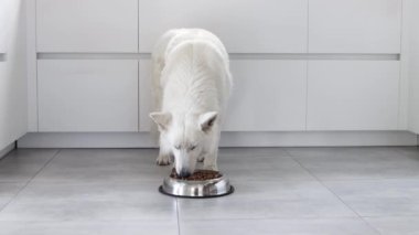 Beyaz İsviçreli çoban köpeği modern beyaz bir mutfakta metal bir kaseden kuru yiyecek yiyor. Mutlu evcil hayvanlar için yiyecek teslimatı, küçük en iyi arkadaşlar. Evcil hayvan dükkanı. Hayvan yemi. Köpekler için doğru beslenme