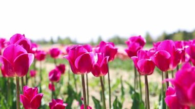 Pembe laleler parkta çiçek açmış rüzgarda ağır çekimde sallanıyor. Turizm ve eğlence konsepti. Mor lalelerin arka planı.