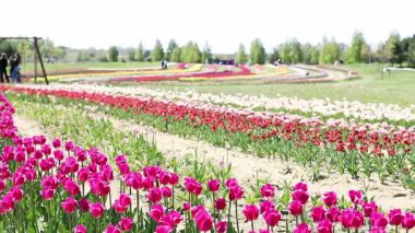 Lale alanı boyunca kamera hareketi. İnsanlar lale tarlasında ağır çekimde yürüyor. Turizm ve eğlence konsepti. Bir sürü renkli lale. Mor lalelerin arka planı.