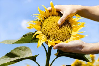 Mavi gökyüzüne karşı bir ayçiçeği tutan ellerin yakın çekimi. Petrol üretimi.