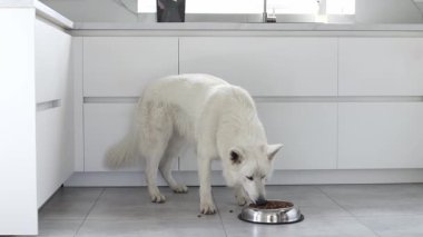 Beyaz İsviçreli çoban köpeği modern beyaz bir mutfakta metal bir kaseden kuru yiyecek yiyor. Mutlu evcil hayvanlar için yiyecek teslimatı. Evcil hayvan dükkanı. Hayvan yemi. Köpekler için doğru beslenme. 4k görüntü