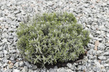 Çiçek tarlasında bir lavanta çalısı baharda yapraklar filizlenir. Doğa ilkbaharda uyanır. İlkbahar. Bahçe konsepti.