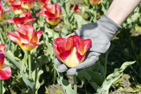 Крупным планом руки садовника держат красный тюльпан. Концепция садоводческой работы. Садовник заботится о тюльпанах..