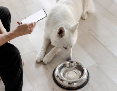 Elinde beyaz ekran telefonu olan eli boş bir kaseyle aç bir köpeğin yanında. İnternetten evcil hayvanlar için yemek sipariş etme fikri. Evcil hayvanlar için yiyecek teslimatı. Evcil hayvan dükkanı. Hayvan yemi.
