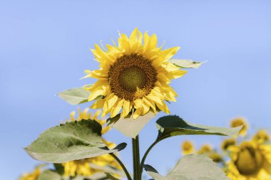 Tarla arka planındaki ayçiçeği çiçeğini kapat. Petrol üretimi.