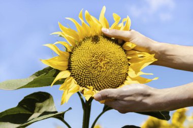 Mavi gökyüzüne karşı bir ayçiçeği tutan ellerin yakın çekimi. Petrol üretimi.